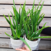 Aloe vera (Aloe vera) - kont. C1L, výška 20-30 cm